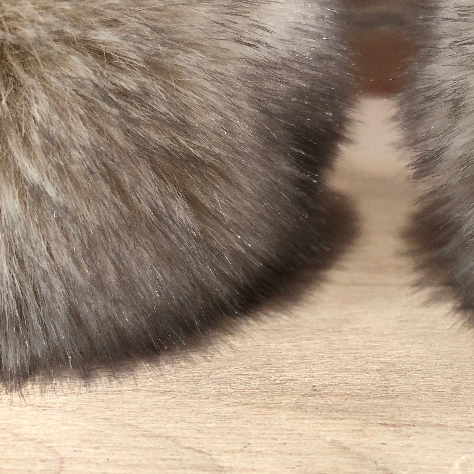Close Up View of Beige Pom